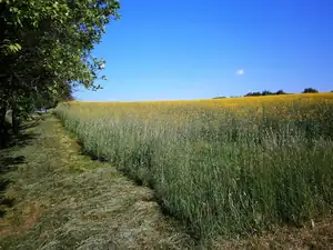 První letošní pokosy...a sušíme a sušíme 🙂