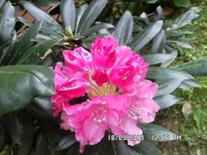 rhododendron
