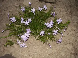 Floxa