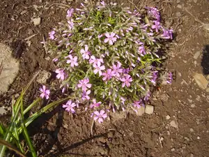 Floxa