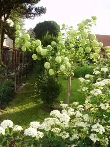 muškatek — 23. května 2013