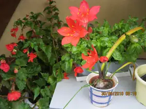 Mini Amarilis