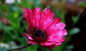 květ osteospermum...