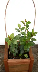 už se těším až pokvete...sundavilka...