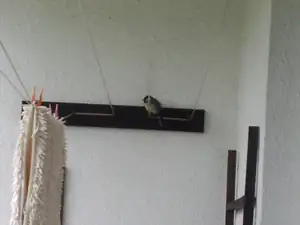 Takhle se u nás na balkoně schovávala mokrá sýkorka:)