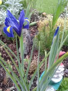 iris66 — 29. května 2013