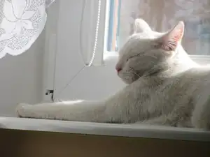 Jen náš kocour má počasí na háku...