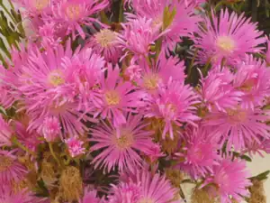 delosperma