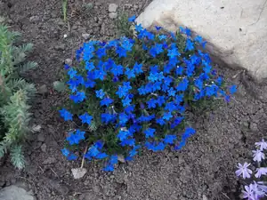Litodora