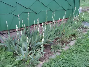 Kosatce je