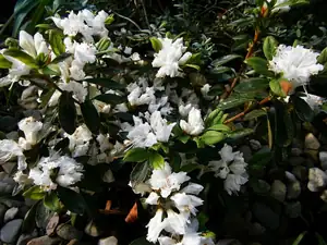 Azalka