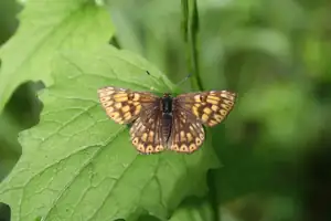 papilio — 4. června 2013