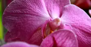 orchidej...