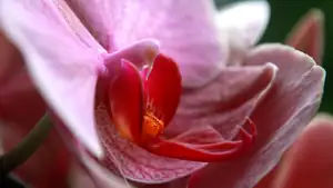 orchidej...
