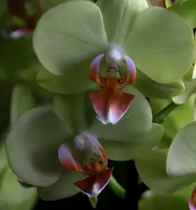 orchidej...