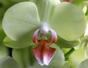 orchidej...