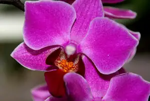 orchidej...
