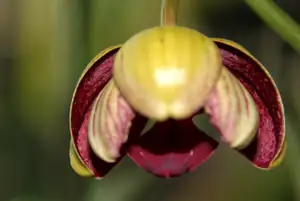 poupě orchideje...