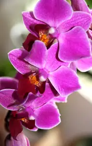 trs orchidejí...