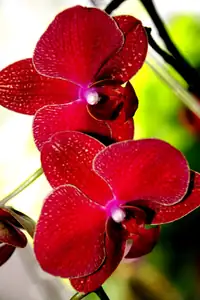 orchidej...