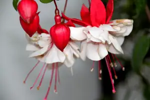 fuchsie...