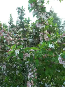 vajgelie