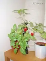 A další paprička duben 2010