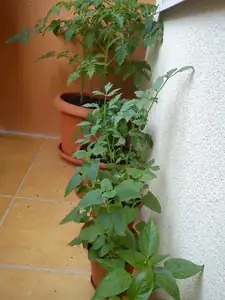 rajcata,libecek,santa,paprika
