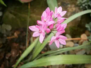 Česnek