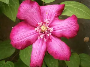 Clematis
