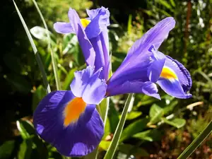 Irisy
