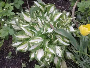 iris66 — 11. června 2013