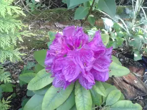 iris66 — 11. června 2013