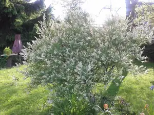 iris66 — 11. června 2013