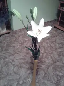 iris66 — 11. června 2013