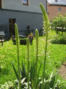 Liliochvostec zatím jen poupata,loni mi zmrzl