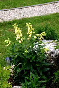 digitalis-náprstník...