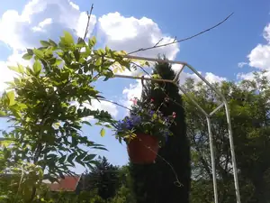 iris66 — 12. června 2013