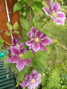 ludmila60 — 14. června 2013
