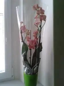nová orchije