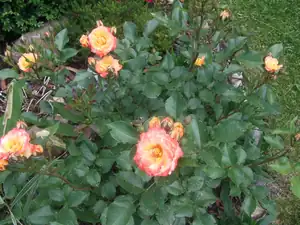 iris66 — 20. června 2013