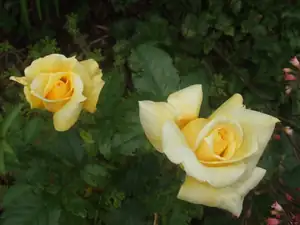 iris66 — 20. června 2013