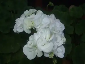 iris66 — 20. června 2013