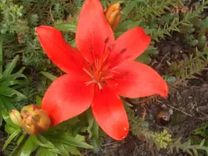 iris66 — 20. června 2013