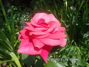 ludmila60 — 20. června 2013