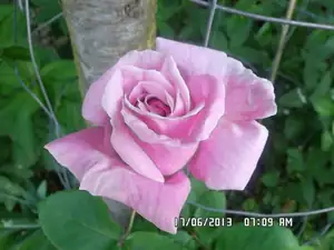 ludmila60 — 20. června 2013