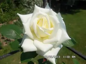 ludmila60 — 20. června 2013