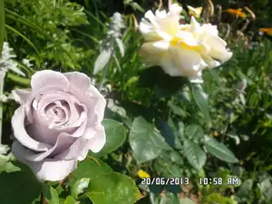 ludmila60 — 20. června 2013
