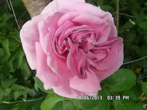 ludmila60 — 20. června 2013