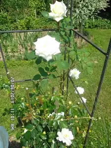 ludmila60 — 20. června 2013
